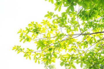 The branches and leaves are green on a white background.