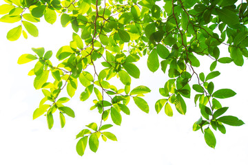 Fototapeta na wymiar The branches and leaves are green on a white background.