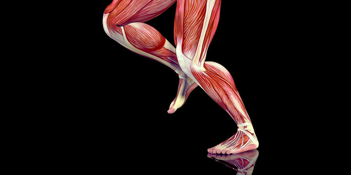 Human Male Body Anatomy Illustration with visible muscles