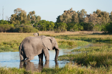 A horizontal, full length, colour photograph of an elephant, Loxodonta africana, in the Okavango Delta, Botswana.