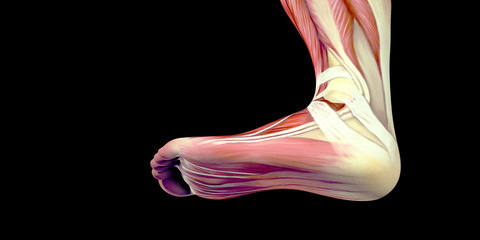 Human Male Body Anatomy Illustration with visible muscles