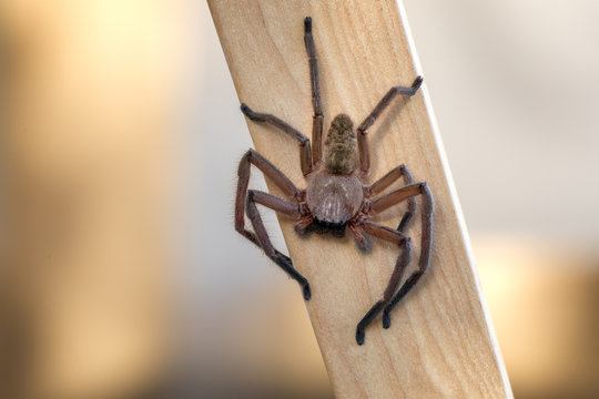 Huntsman spider on a piece of timber waiting for a prey.