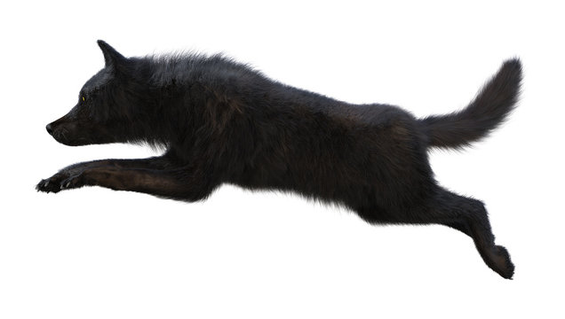 3D Rendering Black Wolf on White
