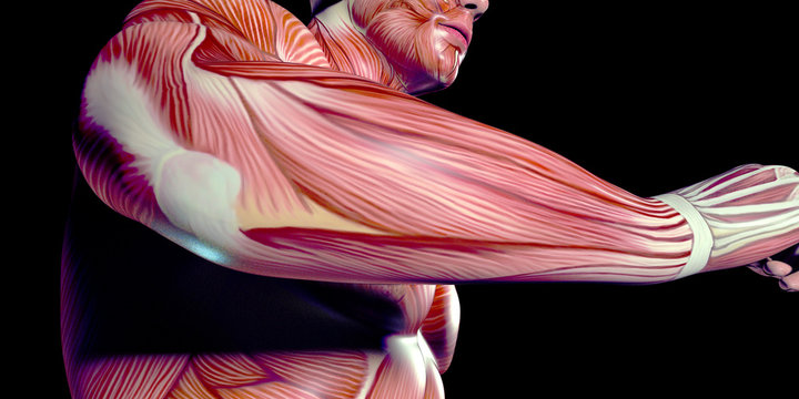 Human Male Body Anatomy Illustration with visible muscles