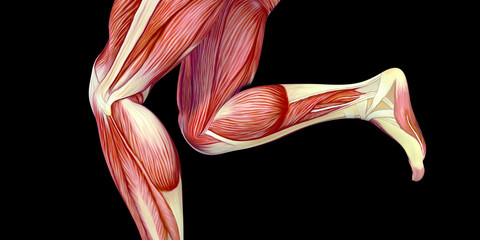 Human Male Body Anatomy Illustration with visible muscles