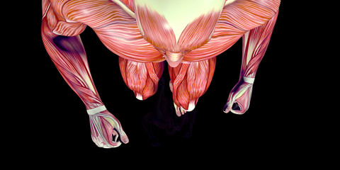 Human Male Body Anatomy Illustration with visible muscles