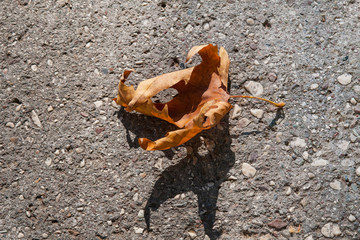 Dry maple leaf of orange color. A shadow from a sheet on a gray asphalt.