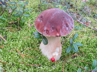mushroom