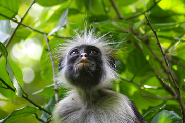 Fototapeta premium Just a curious monkey in Zanzibar