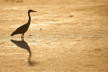 A horizontal, full length, colour photograph of a grey heron, Ardea cinerea, its silhouette reflecting on the golden surface of the water in the Okavango Delta, Botswana.