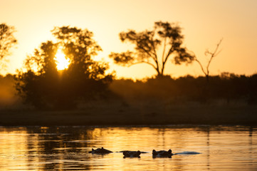 A horizontal, colour photograph of three hippos, Hippopotamus amphibius, in glowing gold water at dawn in the Okavango Delta, Botswana.