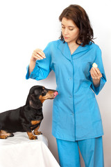 Veterinary doctor gives Basset Hound the apple