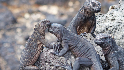 Obraz premium Just some Marine Iguanas, Galapagos Islands