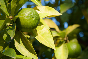 ripe green limes on a branch against a blue sky background
