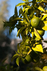 ripe green limes on a branch against a blue sky background
