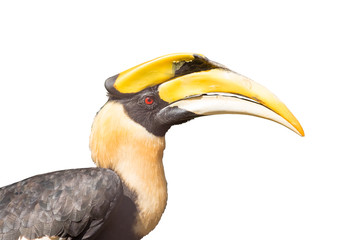 Close up oriental pied hornbill on white background.