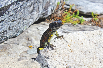 Little Lizzard on Table Mountain, Cape Town, South Africa