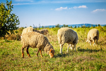 Fototapeta premium A white sheeps on a lawn