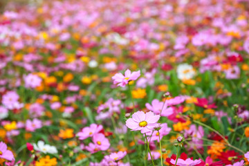 Obraz na płótnie Canvas Colorful cosmos flower blooming in the field