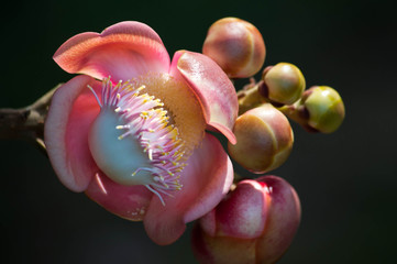 Blooming cannon ball tree, couroupita guianensis flower