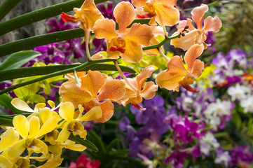 Beautiful different kinds of orchid flowers