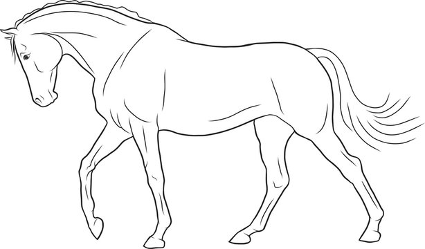 A sketch of a horse walking freely.