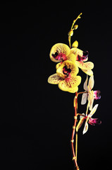 orchid with yellow and red flowers on a black background