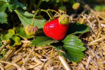 Reife Rote Erdbeere mit grünen Blättern auf Stroh