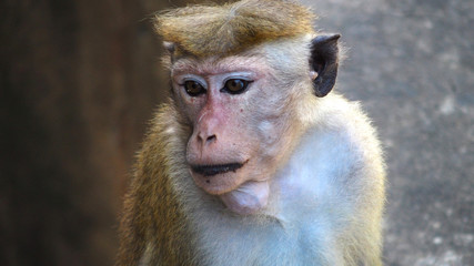 Just a Toque macaque, Sri Lanka