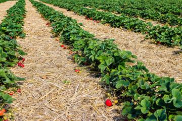 Erdbeeren Feld mit grünen Erdbeerpflanzen reifen Erdbeeren und Gang oder Weg aus Stroh