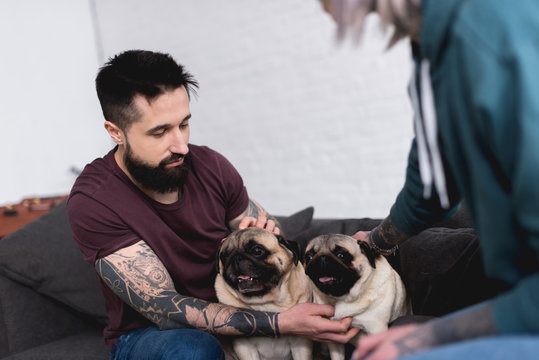 cropped image of tattooed couple palming pugs at home