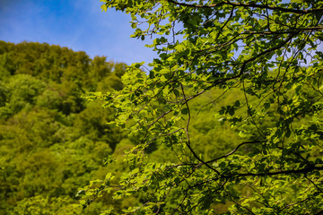 Fototapeta na wymiar Grüne Bäume in sattem grün mit blauem Himmel