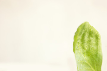 Copy Space from Green plants isolated on white.