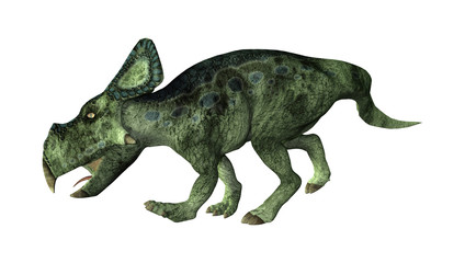 3D Rendering Dinosaur Protoceratops on White