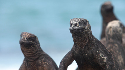 Marine Iguanas, Galapagos Islands