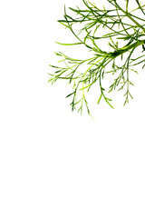 Copy Space from Green plants isolated on white.