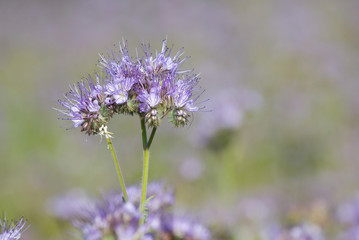 Blossom phacelia flowers in the summer day
