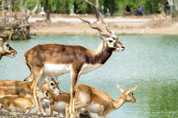 Blackbuck Live in the zoo thailand.