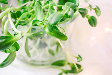 fresh herbs for salad in a glass cup
