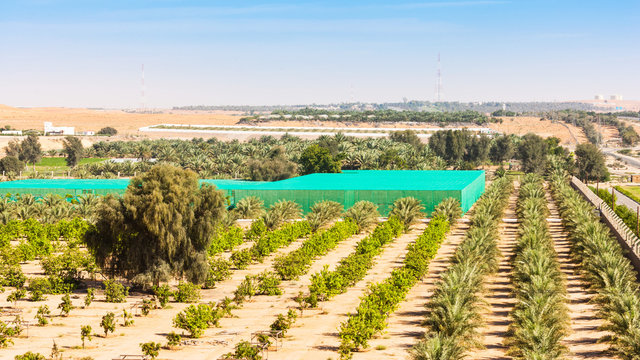 Desert Farm Near Al Ain