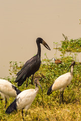 Abdim Stork and sacred ibis along a waterhole in Nairobi Kenya Park