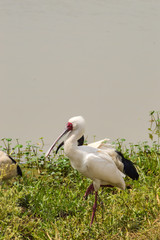 African Spoonbill along a waterhole in Nairobi Kenya Park