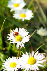 Fototapeta na wymiar field of daisies with ladybug