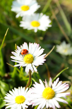 field of daisies with  ladybug
