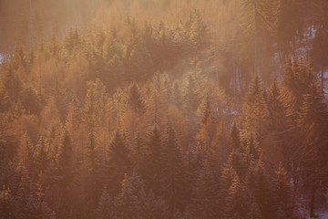 Forest vintage background