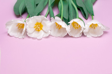 White tulips lie in a corner on a pink background