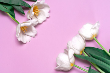 White tulips lie in a corner on a pink background