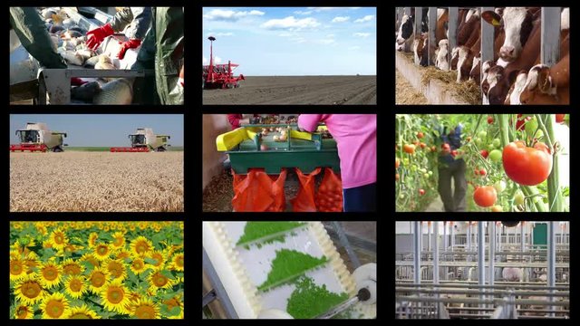 Agriculture - food production, farm animal, cereals, fruits and vegetables, tractor, combine. Montage in collage, time lapse