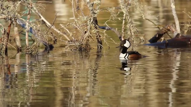 Hooded Merganser duck on a mirror lake, wooded pond