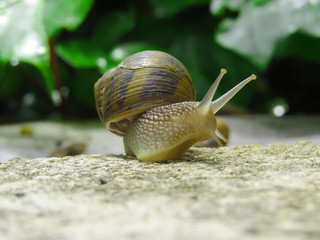 Big snail in shell crawling on road, summer day in garden